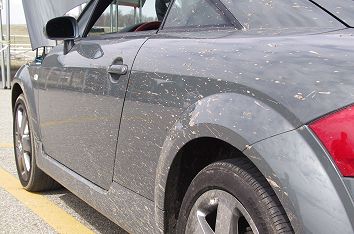 Muddy TT (24k)